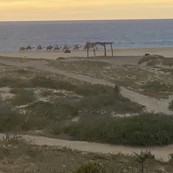 Cactus Tours - Sun setting over the ocean with the camels walking along the beach. - Tours Near Me - Cabo San Lucas, BCS Cactus Tours - Sun setting over the ocean with the camels walking along the beach. - Tours Near Me - Cabo San Lucas, BCS