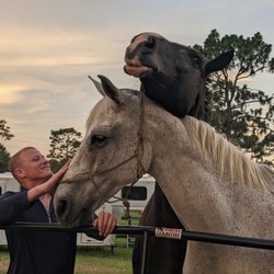 Showtime Horse Sales