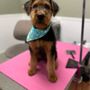 Photo of Happy Tails Grooming