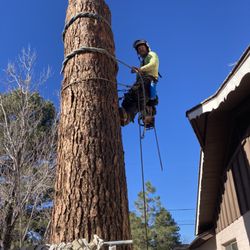 C&M Tree Service