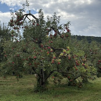 Stribling Orchard - Apple tree - Fruits & Veggies Near Me - Markham, Virginia