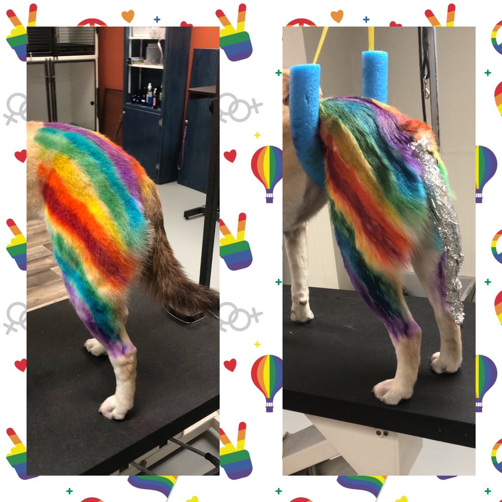 THE SALTY PAW Updated October 2024 25 Photos 112 SE 3rd St, Ankeny, Iowa Pet Boarding