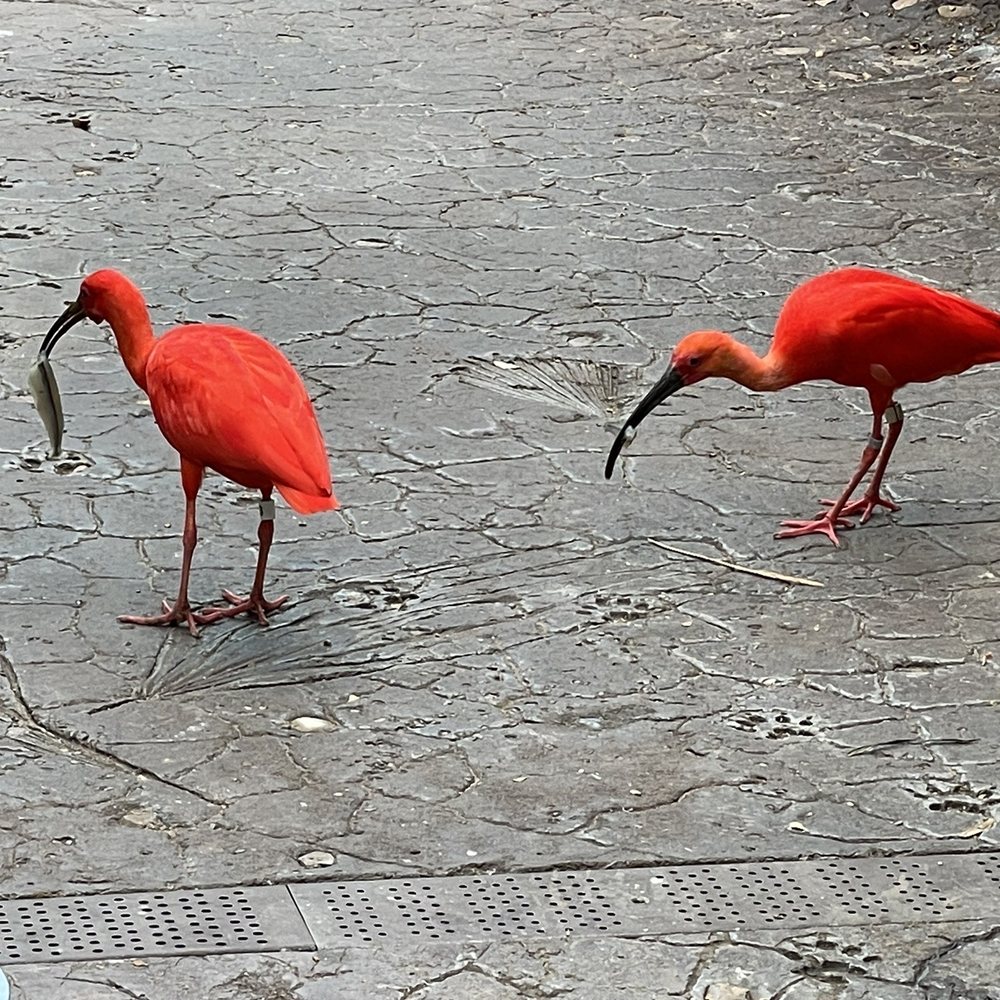 Texas State Aquarium - Love these guys! - Aquariums Near Me - Corpus Christi, Texas Texas State Aquarium - Love these guys! - Aquariums Near Me - Corpus Christi, Texas