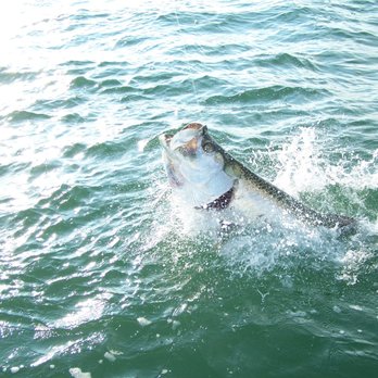 Egmont Key Adventures - Come fight a Tarpon on one of our fishing trips. The "Silver King" makes for an amazing battle. - Fishing Near Me - Holmes Beach, Florida Egmont Key Adventures - Come fight a Tarpon on one of our fishing trips. The "Silver King" makes for an amazing battle. - Fishing Near Me - Holmes Beach, Florida