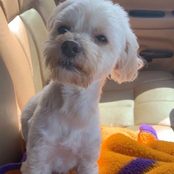 Flying High Pet Resort - On his way to daycare - Pet Groomers Near Me - Camarillo, California