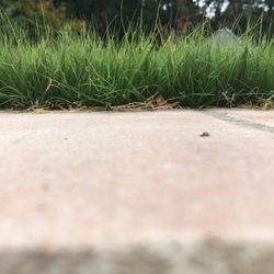 California Buffalograss - UC Verde Buffalograss
