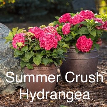 Plant Place - Hydrangeas - Nurseries & Gardening Near Me - Chanhassen, Minnesota Plant Place - Hydrangeas - Nurseries & Gardening Near Me - Chanhassen, Minnesota