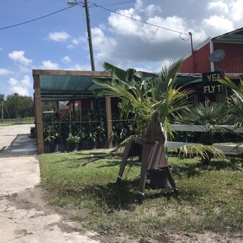 Venus Fly Trap - a palm tree in front of a restaurant - CSA Near Me - Kissimmee, Florida Venus Fly Trap - a palm tree in front of a restaurant - CSA Near Me - Kissimmee, Florida