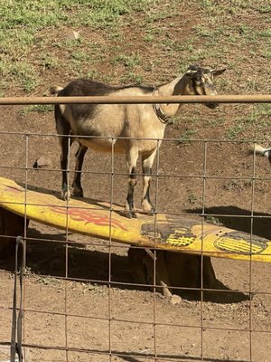 Surfing Goat Dairy by null