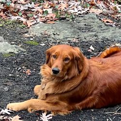 Animal Medical Center of Cumming - Red Golden Retriever