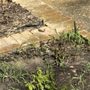 Photo of Plants Of Texas