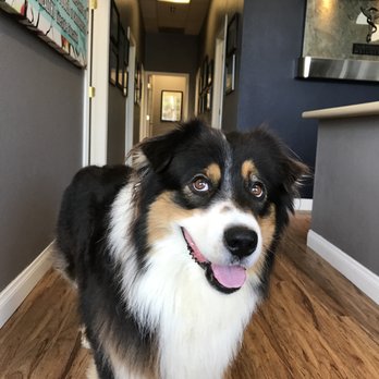 True Chiropractic Wellness - Doggies love chiropractic too! - Chiropractors Near Me - Encinitas, California True Chiropractic Wellness - Doggies love chiropractic too! - Chiropractors Near Me - Encinitas, California