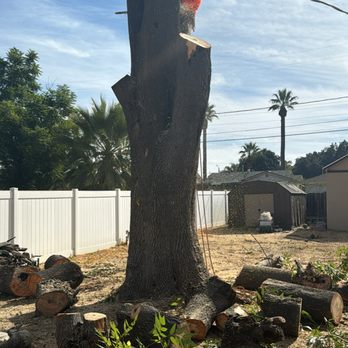 Luis Tree Services - Tree Services Near Me - Highland, California