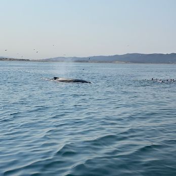 Sub Sea Tours - Rafting/Kayaking Near Me - Morro Bay, California Sub Sea Tours - Rafting/Kayaking Near Me - Morro Bay, California