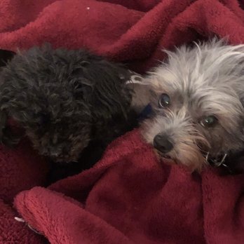 Paw Works - Our 10 year old black poodle Shadow with 10 year old silky terrier Harley from Paw Works... - Pet Adoption Near Me - Thousand Oaks, California Paw Works - Our 10 year old black poodle Shadow with 10 year old silky terrier Harley from Paw Works... - Pet Adoption Near Me - Thousand Oaks, California