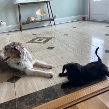 Florida 5-Star Dog Training - Murphy and Poppy - Pet Training Near Me - Gulf Breeze, Florida
