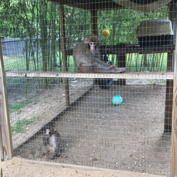 Tregembo Animal Park - Zoos Near Me - Wilmington, North Carolina Tregembo Animal Park - Zoos Near Me - Wilmington, North Carolina