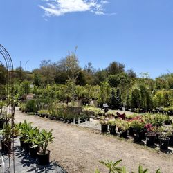Walter Andersen Nursery