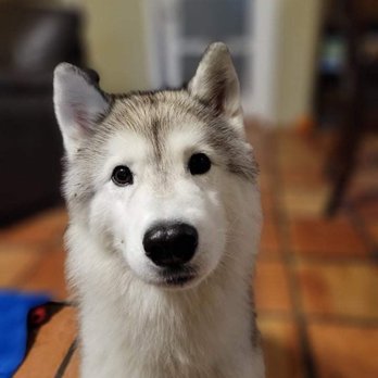 Quality Dog Training - Pet Training Near Me Quality Dog Training - Pet Training Near Me
