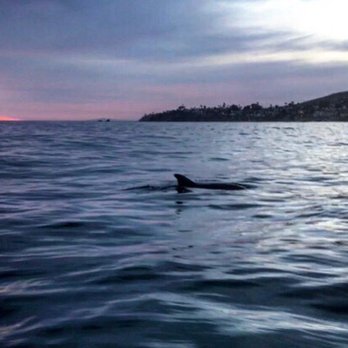 Sunset Stand Up Paddle - This isn't a shark, it's one of the many dolphins that were playing around our boards! - Paddleboarding Near Me - Laguna Beach, California