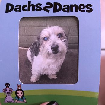 Dachs 2 Danes - Pet Sitting Near Me - Anaheim, California Dachs 2 Danes - Pet Sitting Near Me - Anaheim, California