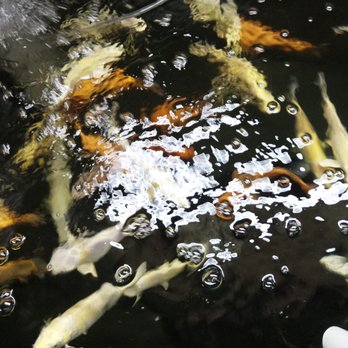 Proaquatic - Aquariums Near Me - Toronto, Ontario