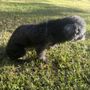 Upstate Dog Training & Pet Resort Greer