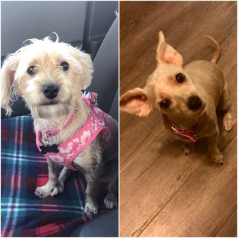Petco - My babies before and after, trying to keep her cool for the summer with the little rat look haha. - Pet Stores Near Me - Anaheim, California
