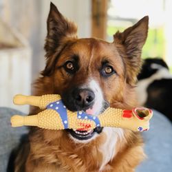 New Earth Animals - Our rescue Beans with his new, favorite squawker toy
