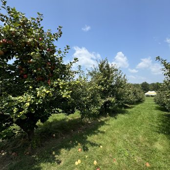 Wilson's Orchard - Rows and rows of apple trees - Farmers Market Near Me - Iowa City, Iowa
