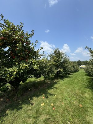 Wilson's Orchard & Farm (Iowa City) by null