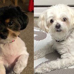 Sonja's Pet Salon - Lulu & Mo-Mo