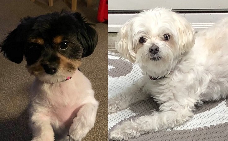 Sonja's Pet Salon - pet boarding facility in Schenectady, NY