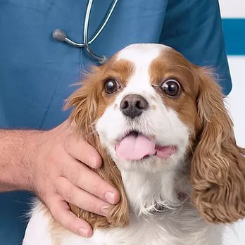 Kevin A Monce, DMV - untitled - Veterinarians Near Me - Cary, North Carolina Kevin A Monce, DMV - untitled - Veterinarians Near Me - Cary, North Carolina