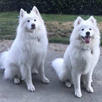 samoyed farm