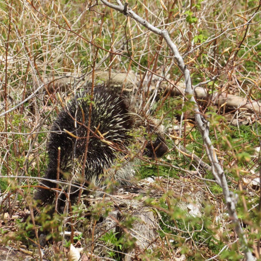 Whitefish Dunes State Park - Porcupine - Parks Near Me - Sturgeon Bay, Wisconsin Whitefish Dunes State Park - Porcupine - Parks Near Me - Sturgeon Bay, Wisconsin