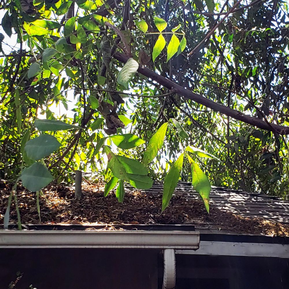 Glez Tree Service - Trimming of limbs on the roof. Limbs and leaves removed. They have a great truck that grinds up the debris. Glez Tree Trimming. - Tree Services Near Me Glez Tree Service - Trimming of limbs on the roof. Limbs and leaves removed. They have a great truck that grinds up the debris. Glez Tree Trimming. - Tree Services Near Me