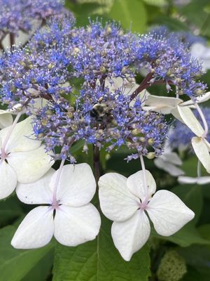 Green Animals Topiary Garden by null