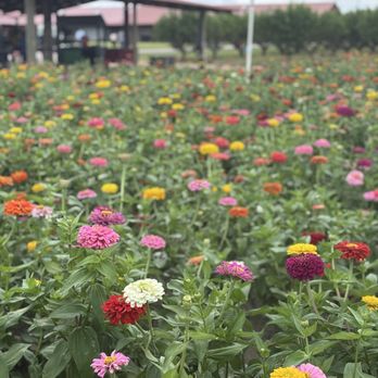 Southern Hill Farms - Fruits & Veggies Near Me - Clermont, Florida Southern Hill Farms - Fruits & Veggies Near Me - Clermont, Florida