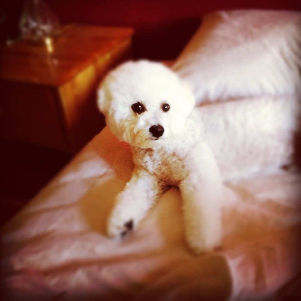 GROOMING BY VAUGHN Updated August 2024 23 Photos 1626 SE Port St Lucie Blvd, Port St Lucie