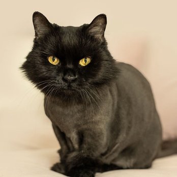 Silky Pet Spa - Pet Groomers Near Me - Scottsdale, Arizona Silky Pet Spa - Pet Groomers Near Me - Scottsdale, Arizona