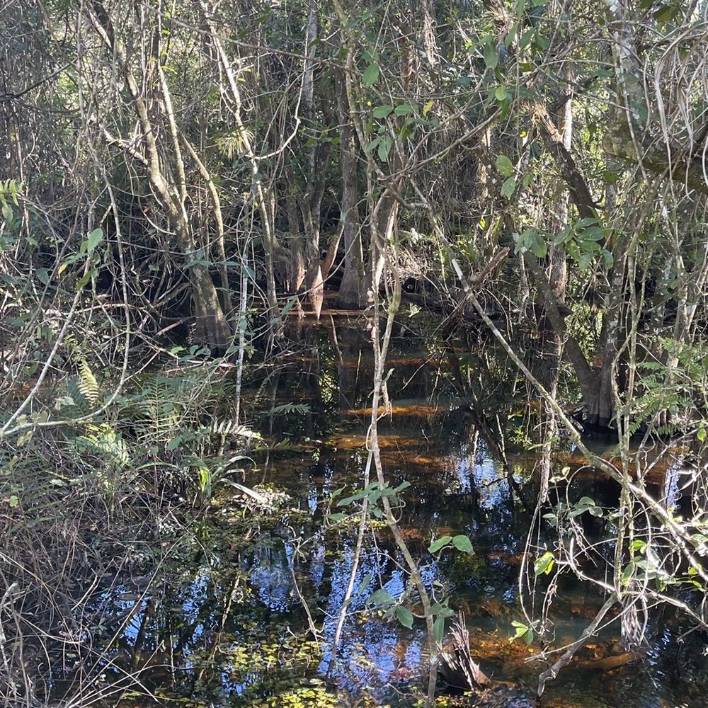 Fakahatchee Strand Preserve State Park - Natural Beauty - Parks Near Me - Copeland, Florida