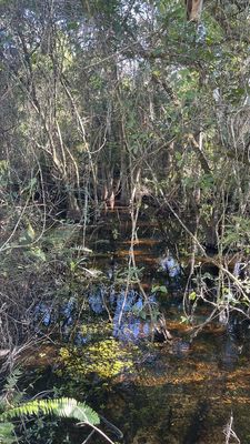 Fakahatchee Strand Preserve State Park by null