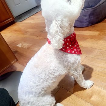 Happy Doggy - Pet Groomers Near Me - Seattle, Washington Happy Doggy - Pet Groomers Near Me - Seattle, Washington