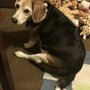 Photo of Harmony Animal Wellness Center