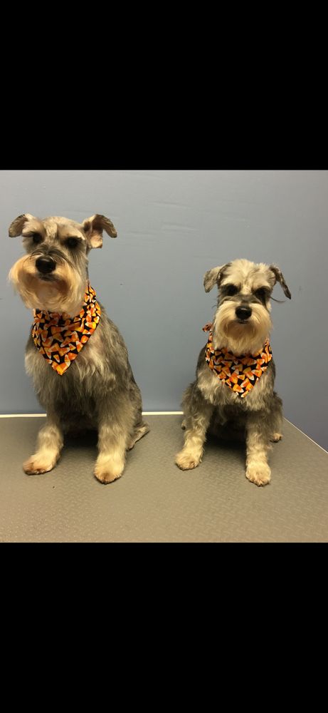 Gallery Detail: Marjorie S Professional Pet Grooming Updated April 2026