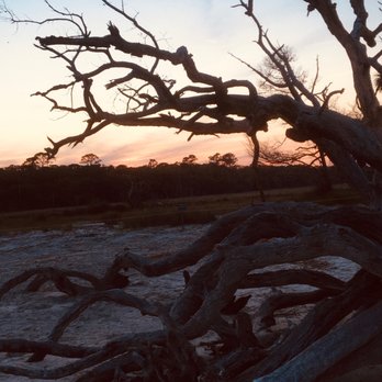 Driftwood Beach - Driftwood - Beaches Near Me - Jekyll Island, Georgia