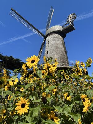 Dutch Windmill by null