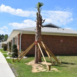 First Choice Maintenance Services Lawn and Landscaping - Commercial palm tree installation- First Choice Lawn & Landscaping