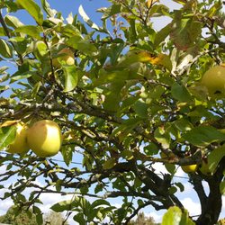 Château de la Trousse - Apples ready to pluck in the autumn.